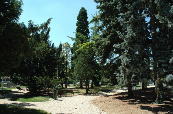 parc coniferes